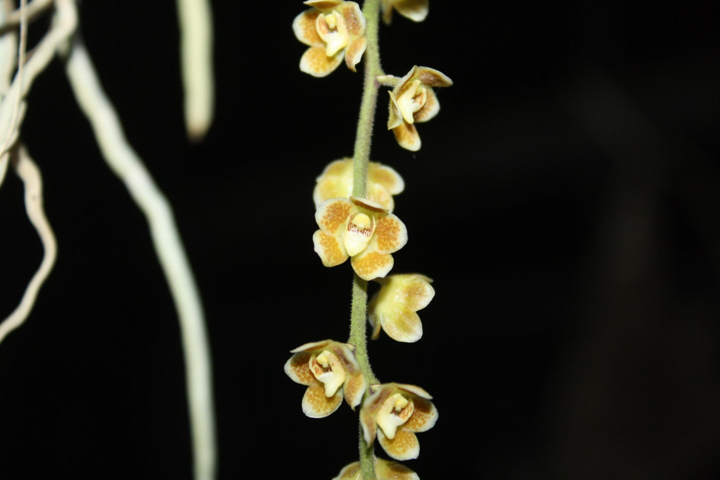 Chiloschista extinctoriformis