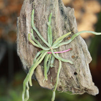 Chiloschista extinctoriformis