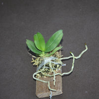 Gastrochilus bellinus