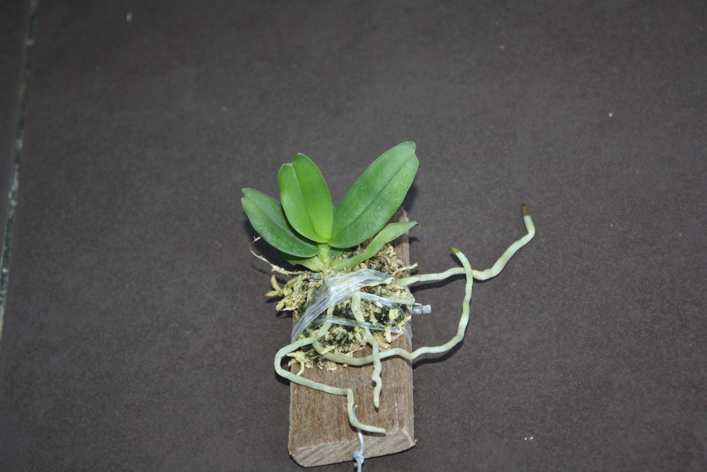 Gastrochilus bellinus