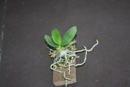 Gastrochilus bellinus