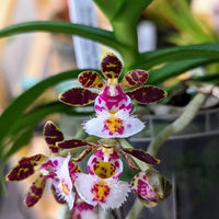 Gastrochilus bellinus
