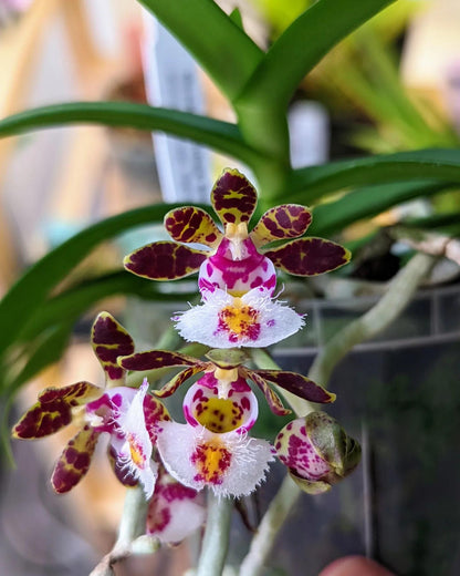 Gastrochilus bellinus