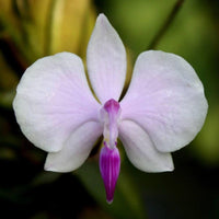 Phalaenopsis lowii