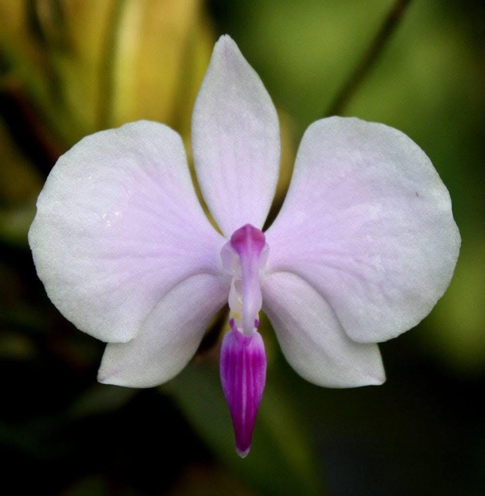 Phalaenopsis lowii