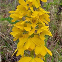 Eulophia flava 1 Bulb orchid collection