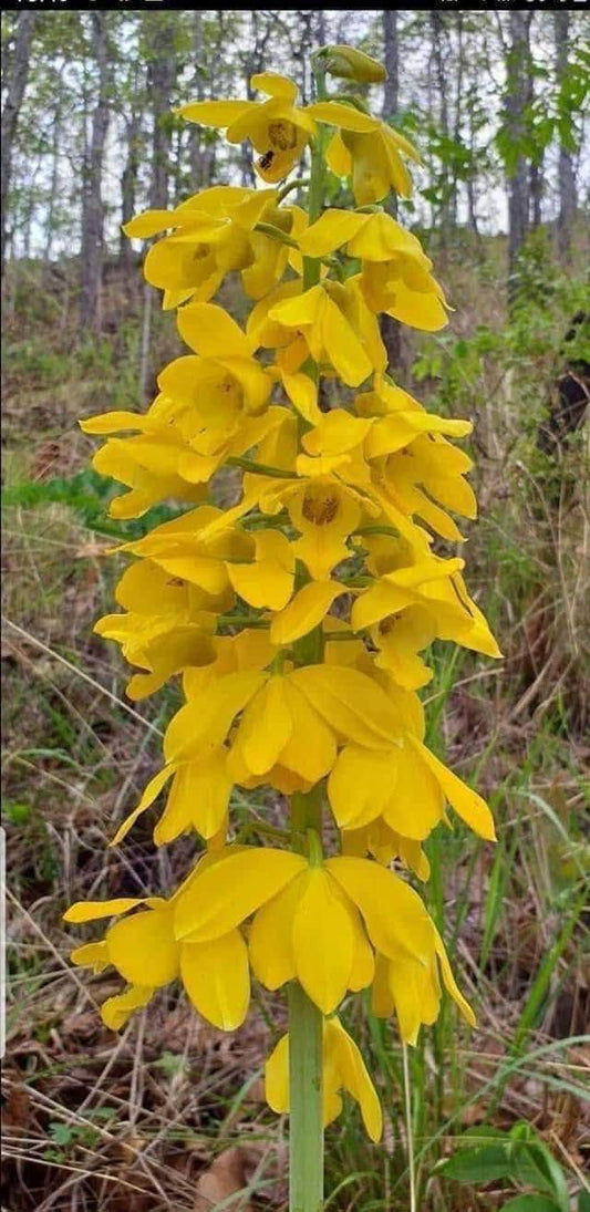 Eulophia flava 1 Bulb orchid collection