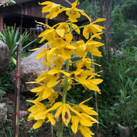 Eulophia flava 1 Bulb orchid collection