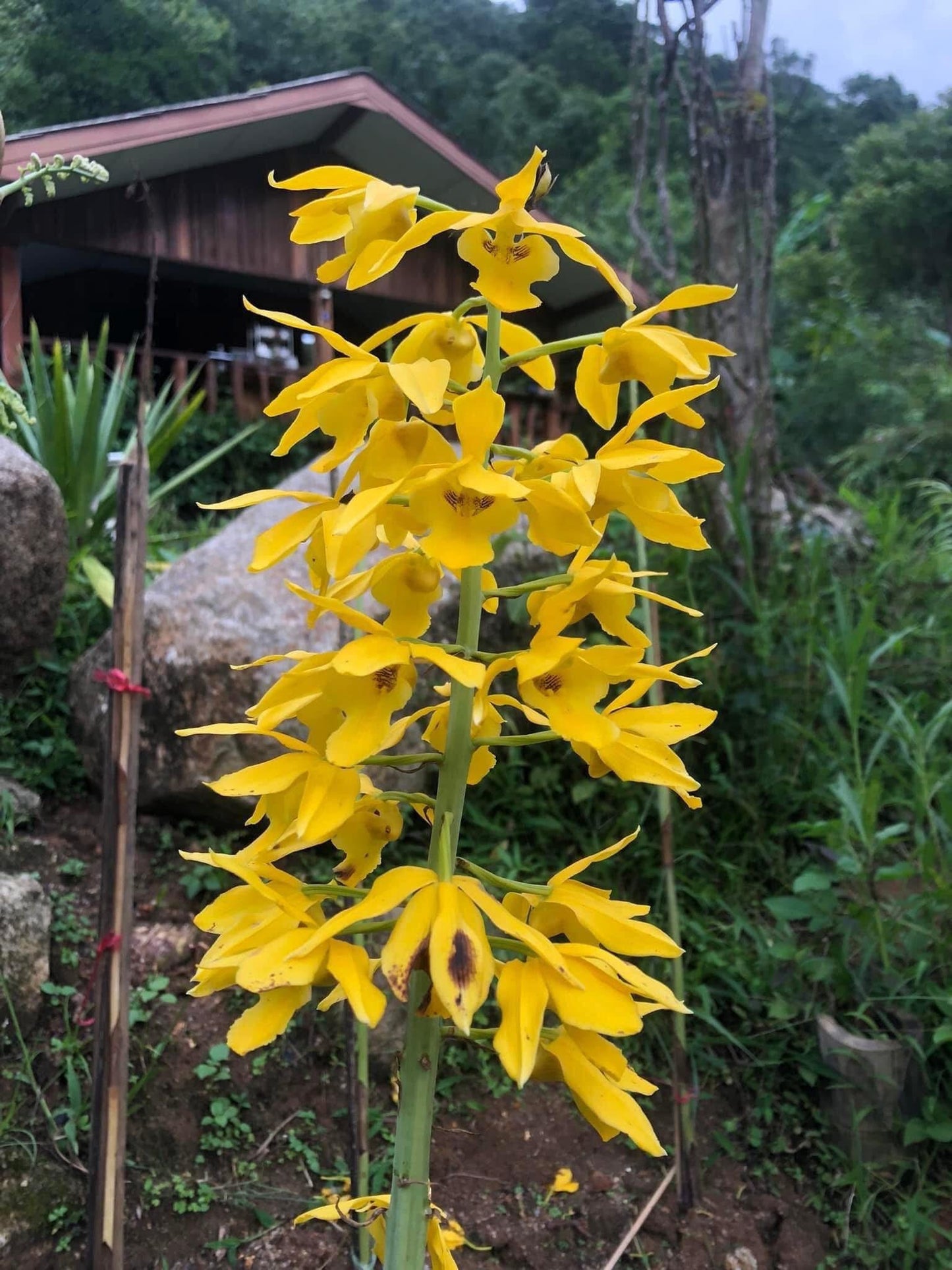Eulophia flava 1 Bulb orchid collection