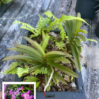 Aerides krabiensis