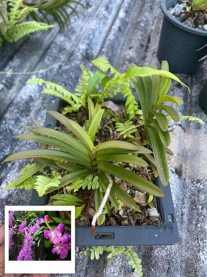Aerides krabiensis