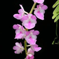 Aerides krabiensis