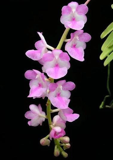 Aerides krabiensis