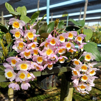 Dendrobium farmeri (Pink)