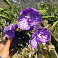 Vanda coerulea