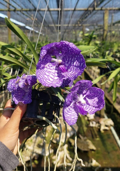 Vanda coerulea