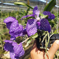Vanda coerulea