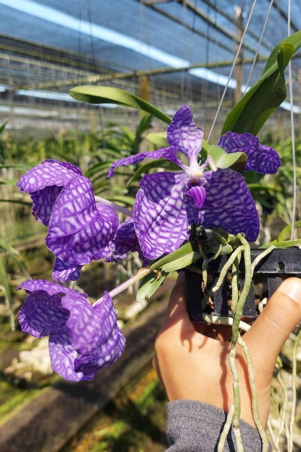 Vanda coerulea