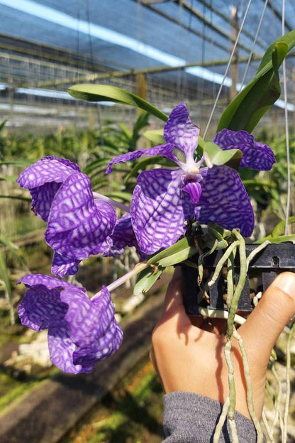 Vanda coerulea