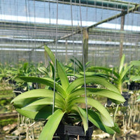 Vanda coerulea