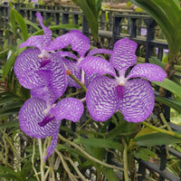 Vanda coerulea