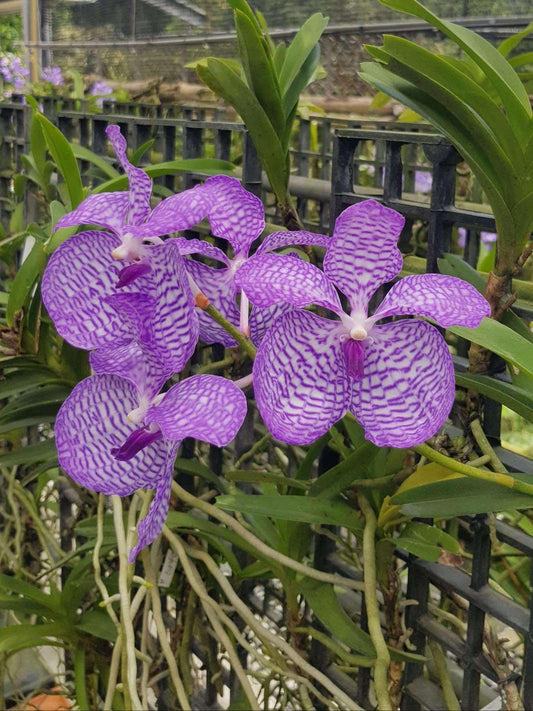 Vanda coerulea