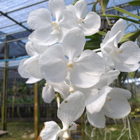 Vanda coerulea alba