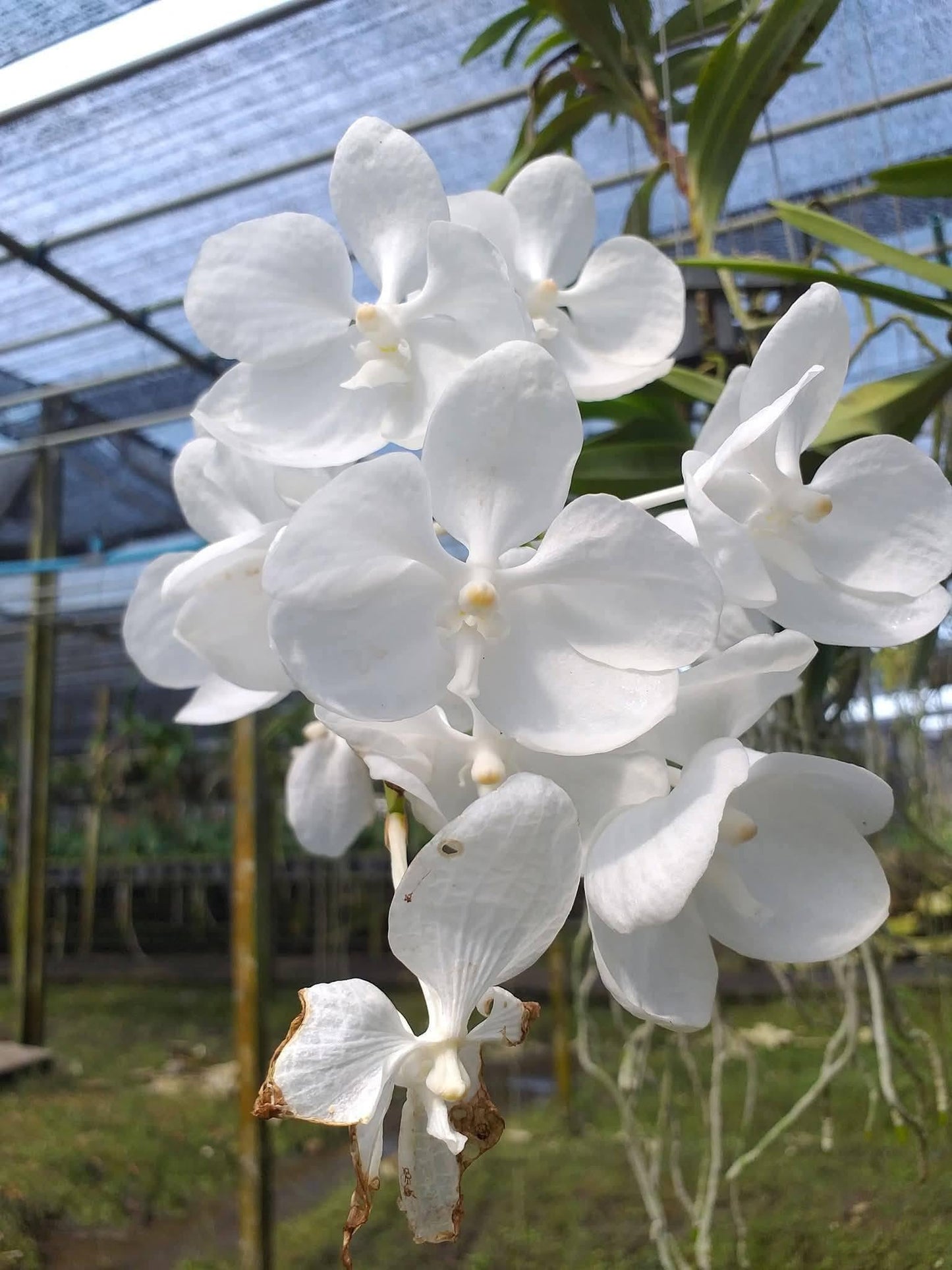 Vanda coerulea alba