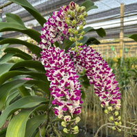 Rhynchostylis gigantea