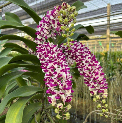 Rhynchostylis gigantea