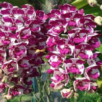 Rhynchostylis gigantea