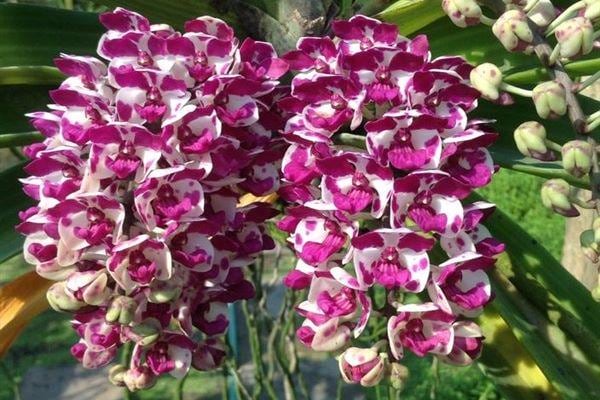 Rhynchostylis gigantea