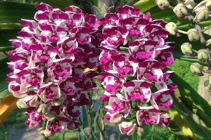 Rhynchostylis gigantea