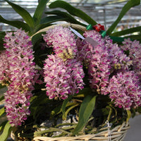 Rhynchostylis gigantea