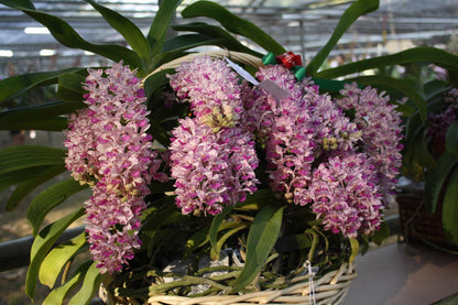 Rhynchostylis gigantea