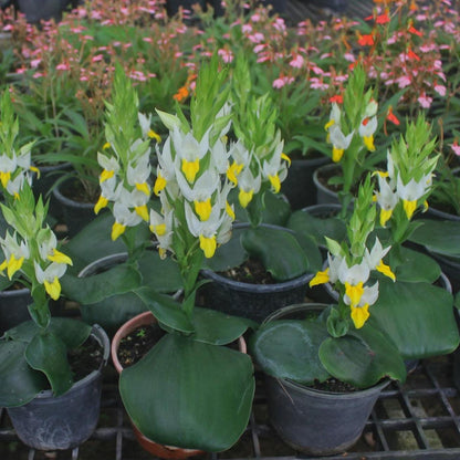 Pecteilis sagarikii