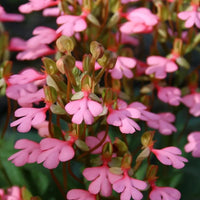 Habenaria rhodocheila (pink)