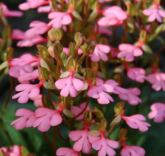 Habenaria rhodocheila (pink)