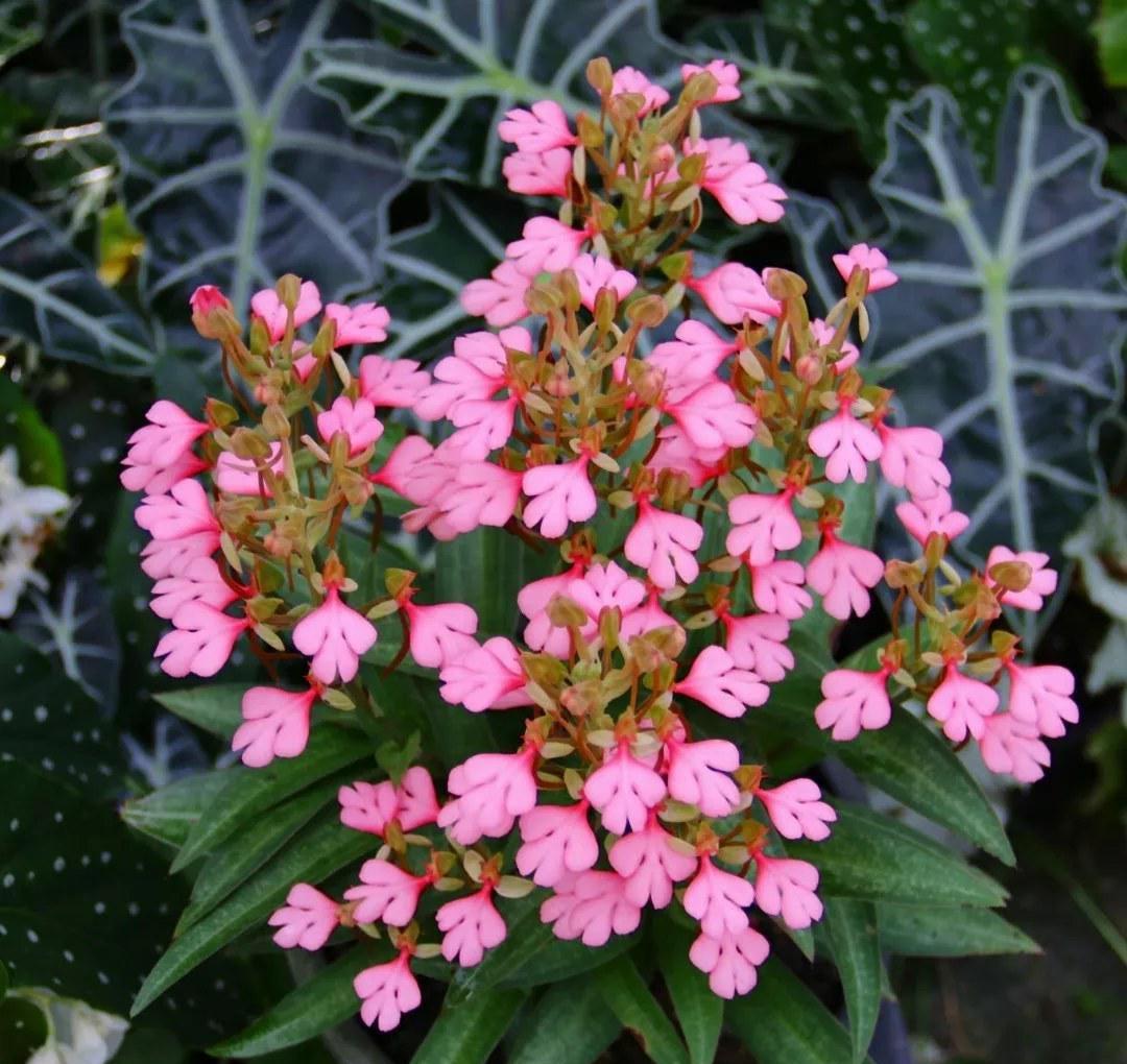 Habenaria rhodocheila (pink)