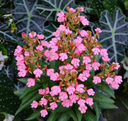 Habenaria rhodocheila (pink)
