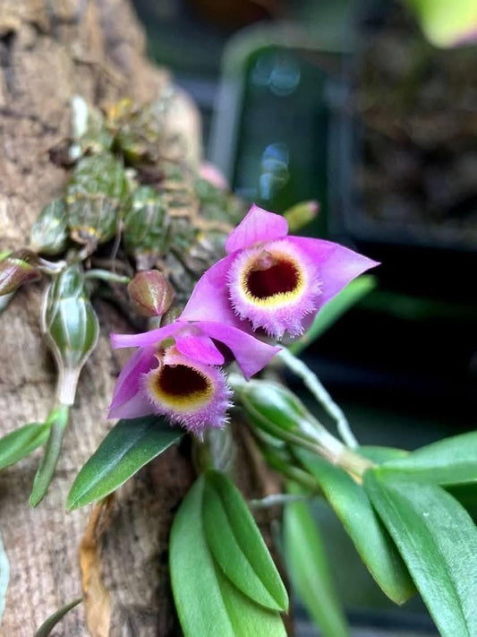 Dendrobium fuscifaucium