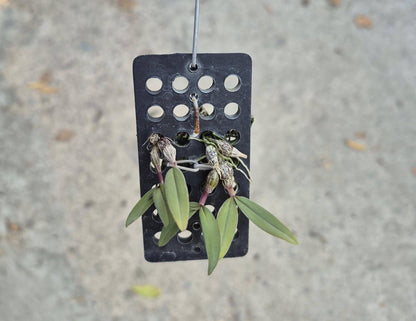 Dendrobium fuscifaucium
