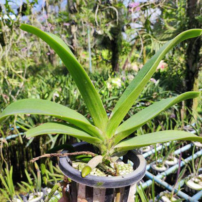 Vandachostylis Colmarie