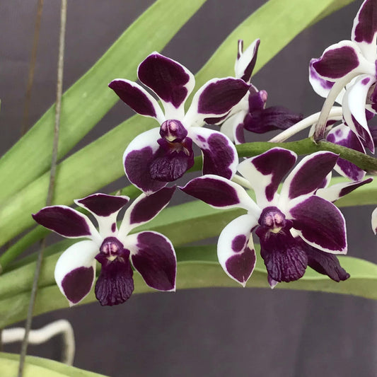 Vandachostylis Colmarie