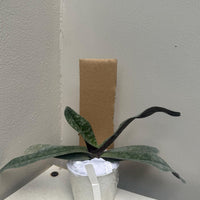 Paphiopedilum myanmaricum 1