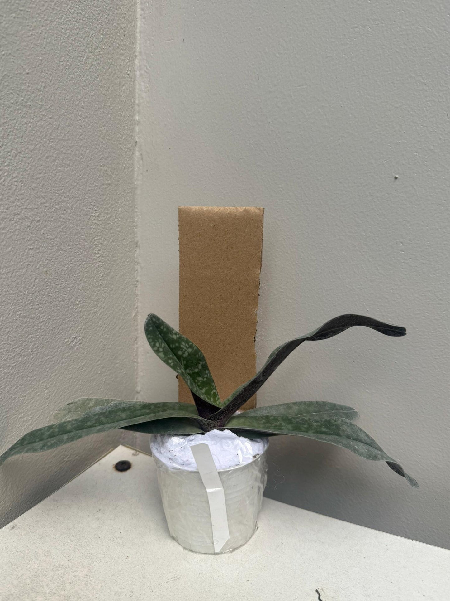 Paphiopedilum myanmaricum 1