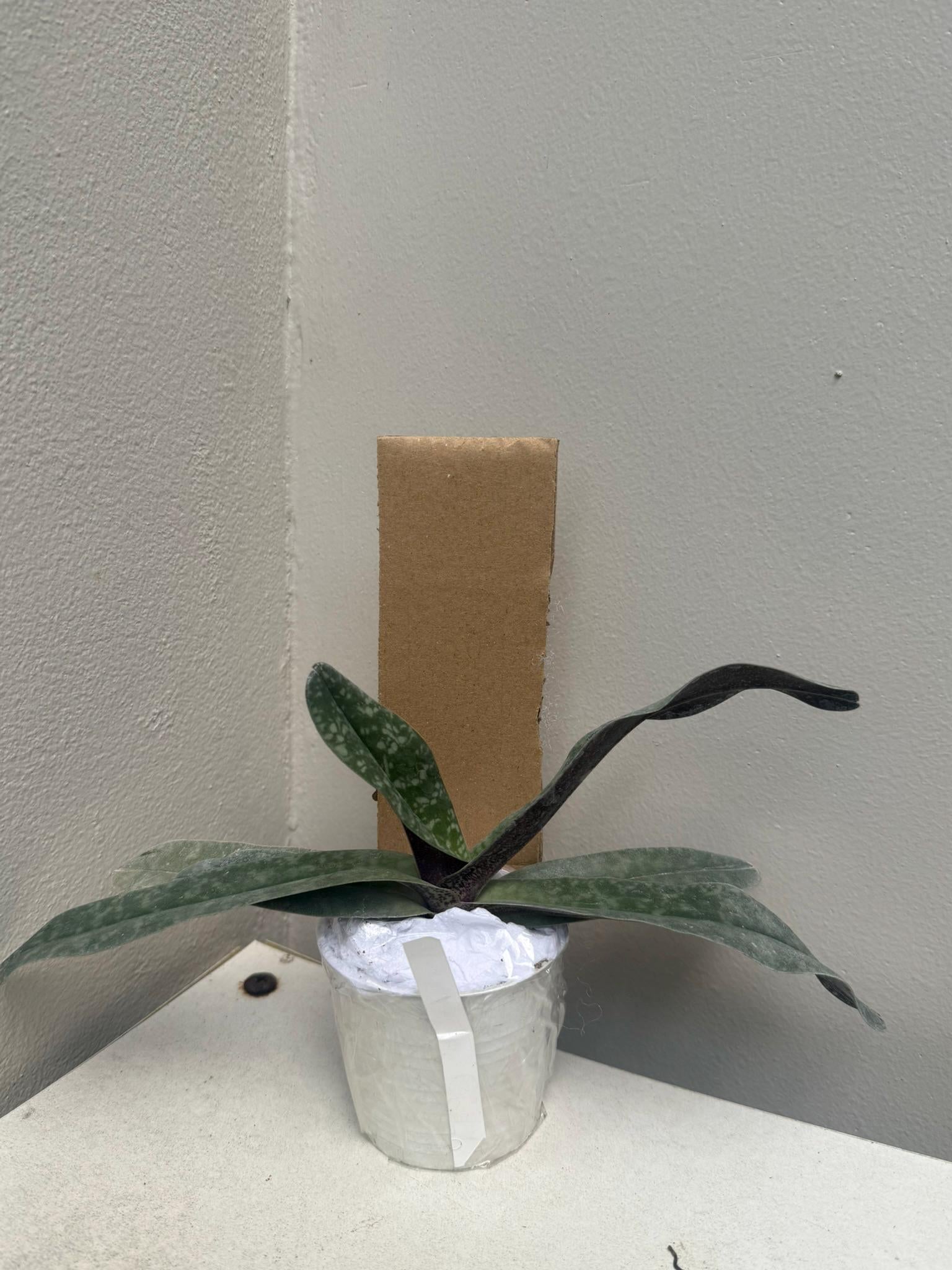 Paphiopedilum myanmaricum 1