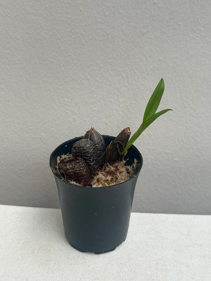 Eria praecox
