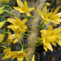 Dendrobium senile