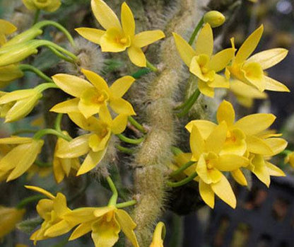 Dendrobium senile